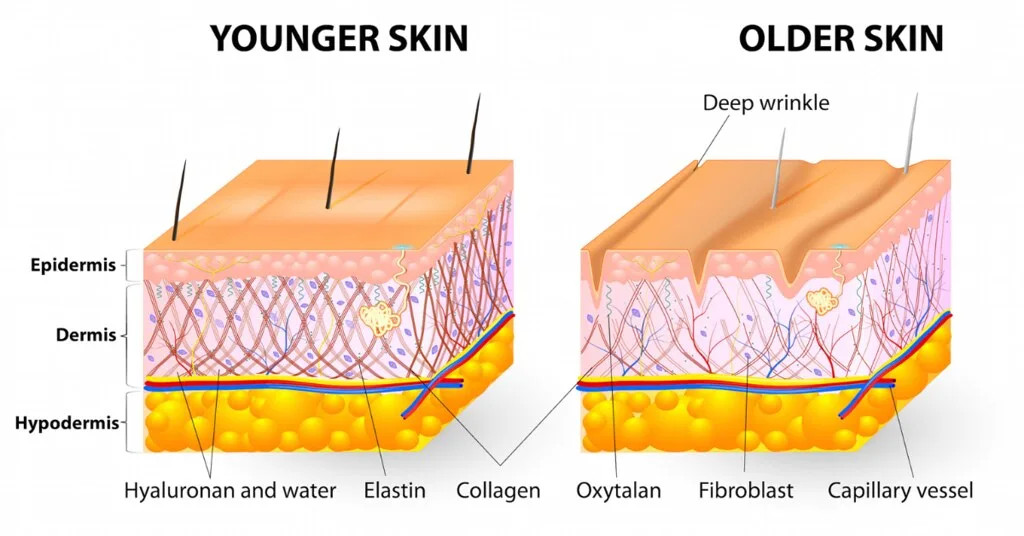 Collagen Powder Blend + Hyaluronic acid