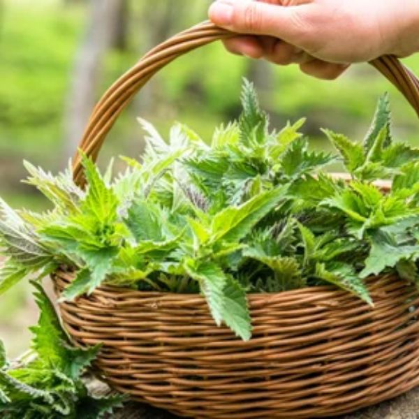 Urovit Tea