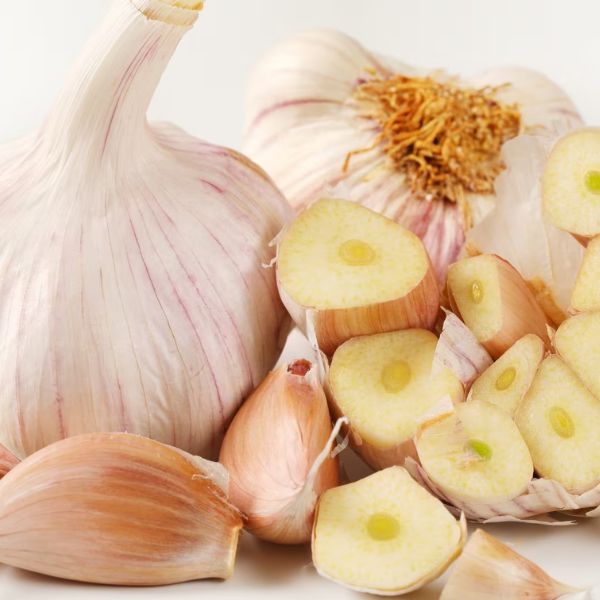 Garlic