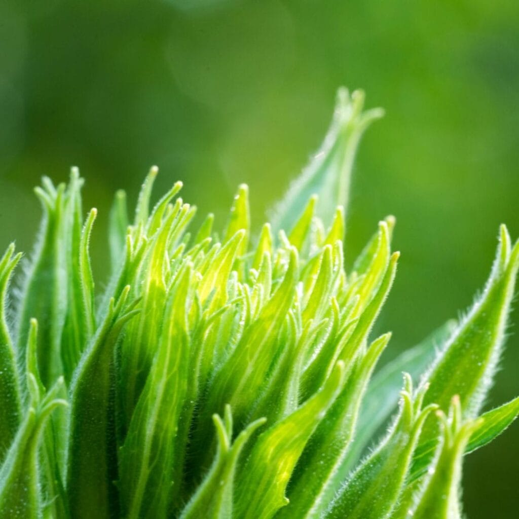 Celuline